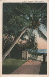 Bearing Cocoanut Tree, Florida Postcard