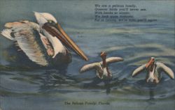 Pelican Family, Florida - Queerer Birds You'll Never See Postcard