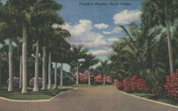 Florida's Majestic Royal Palms Lined Road Postcard