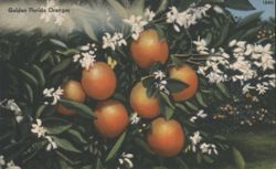 Golden Florida Oranges & Blossoms Postcard