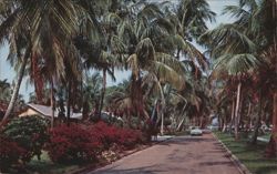 Broad Avenue Palm Trees & Car, Naples FL Postcard