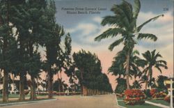 Pinetree Drive (Lovers' Lane) Casuarina Trees Postcard