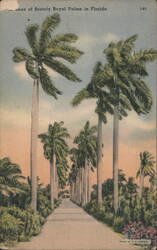 Avenue of Stately Royal Palms in Florida Postcard