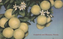Grapefruit and Blossoms, Florida Postcard