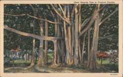 Giant Banyan Tree in Tropical Florida Postcard