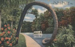 The "Horse Shoe Palm" at Beautiful Silver Springs Postcard