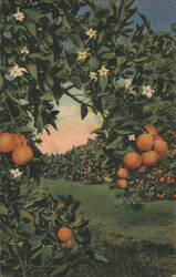 Orange Grove with Blossoms & Fruit, Florida Postcard