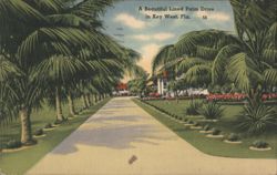 A Beautiful Lined Palm Drive Postcard
