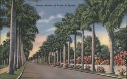 Stately Avenue of Palms, Florida Postcard