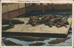 Alligators Resting, Miami, Florida Postcard