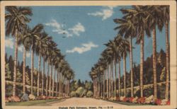 Hialeah Park Entrance, Palm Tree Lined Road, Miami, FL Postcard