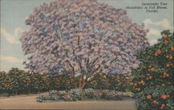 Jacaranda Tree (Acutifolia) in Full Bloom Postcard