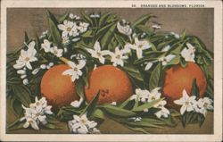 Oranges and Blossoms, Florida Postcard