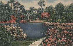 Winding Path Among Azaleas, Florida Cypress Gardens Postcard