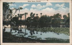 River Scene with Water Lilies & Mossy Trees, Florida Postcard