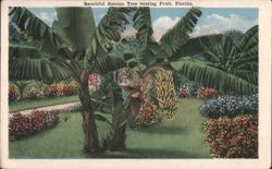 Beautiful Banana Tree bearing Fruit Postcard