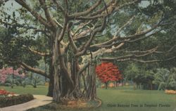Giant Banyan Tree, Tropical Florida Postcard