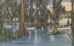 Cruise thru Cypress Gardens, FL - Electric Boat Tour Postcard