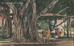 The Banyan Tree Florida with People Postcard