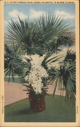 Cabbage Palm (Sabal Palmetto) in Bloom, Florida Postcard