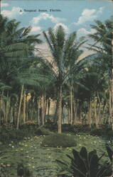 Tropical Scene with Palm Trees and Lily Pond, Florida Postcard