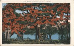Royal Poinciana Trees in Bloom Postcard