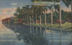 Stately Palms with Beautiful reflections in Florida Postcard