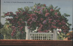 An Arbor of Purple Bougainvillea in Florida Postcard