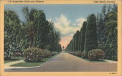 Australian Pines and Hibiscus Postcard