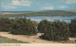 Orange Groves & Lakes, Florida's Hill & Lake Section Postcard