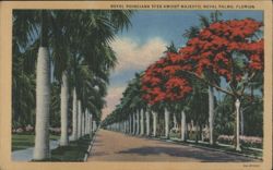 Royal Poinciana Tree Amidst Majestic Royal Palms, Florida Postcard