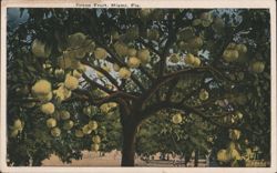 Grape Fruit Tree Laden with Fruit Postcard