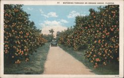 Motoring Through an Orange Grove, Florida Postcard