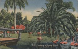 Flamingos in Tropical Florida, Sarasota Jungle Gardens Postcard