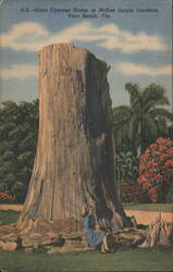 Giant Cypress Stump at McKee Jungle Gardens, Vero Beach, FL Postcard