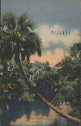 Natural Beauty in the Tropical Wonderland, Florida Postcard