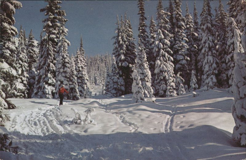 Skier in Snowy Evergreen Forest Vermont Atkeson