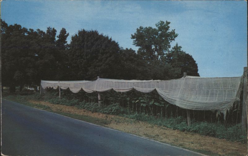 Shade-Grown Tobacco Fields, Pioneer Valley, MA Northampton Massachusetts