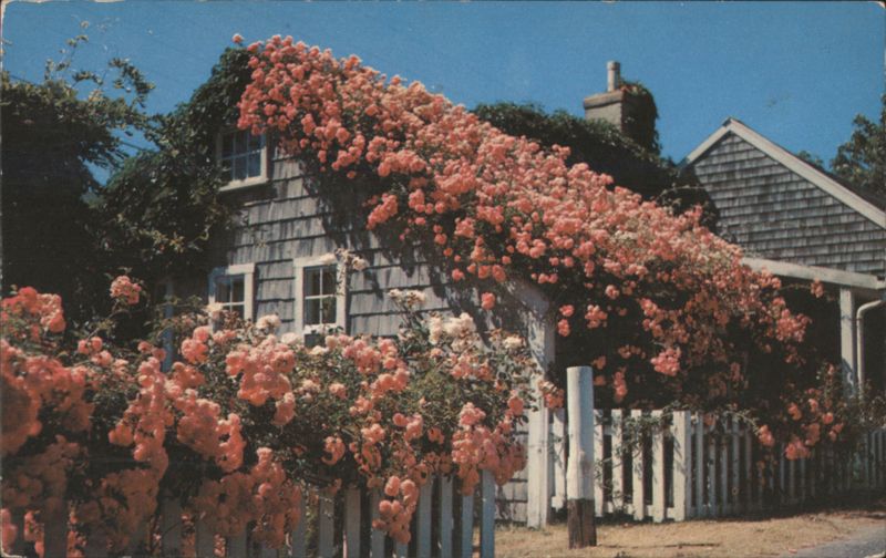 Rose Covered Cottage, Siasconset, MA Massachusetts