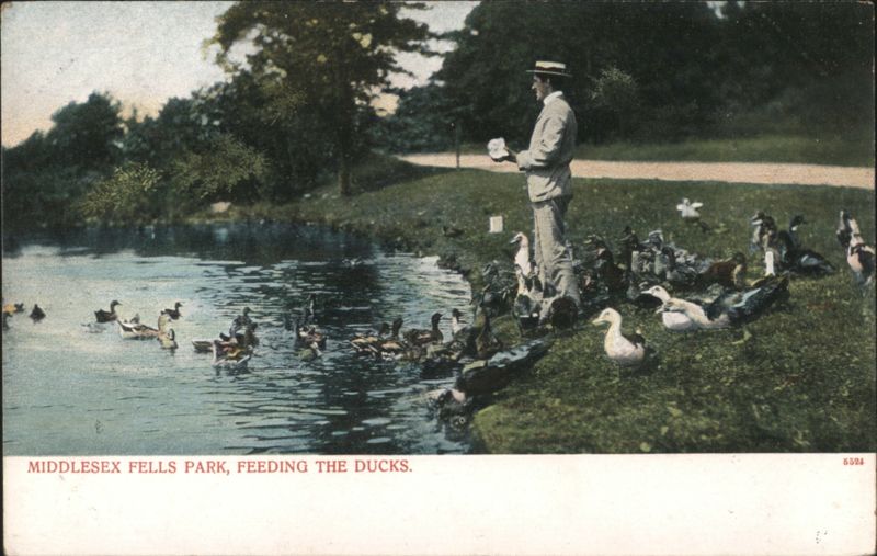 Middlesex Fells Park, Man Feeding Ducks Massachusetts
