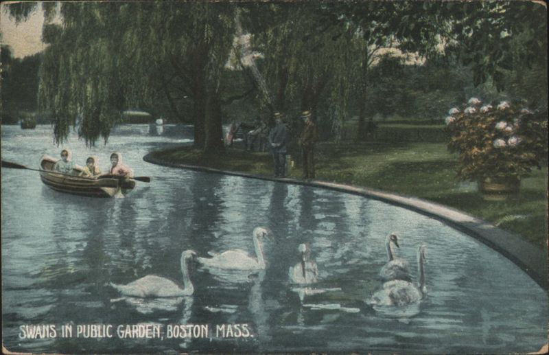 Swans in Public Garden Boston Massachusetts
