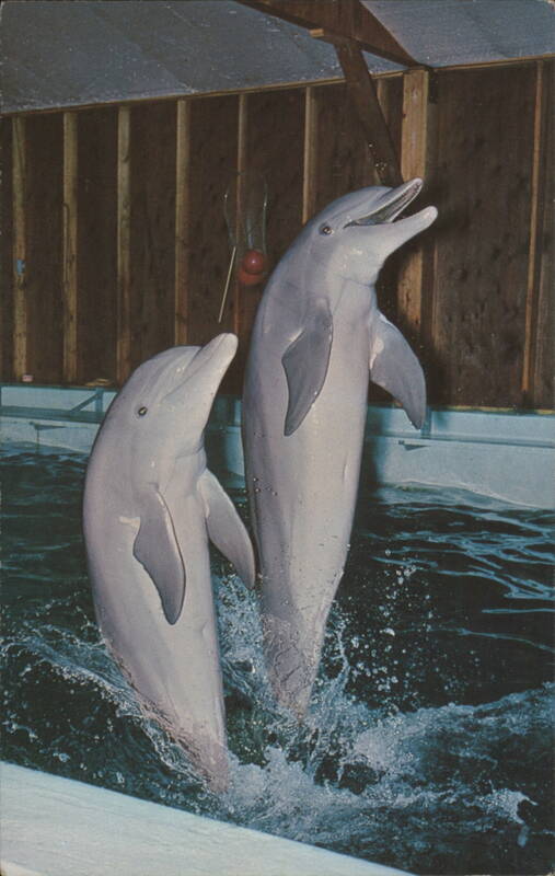 Dolphins Walking on Tails, Sealand Marine Aquarium West Brewster Massachusetts