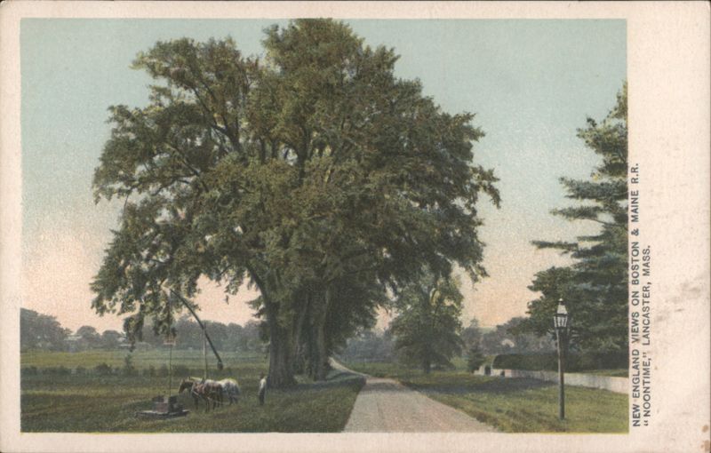 Noontime - New England View, Large Tree, Well, Horses Lancaster Massachusetts