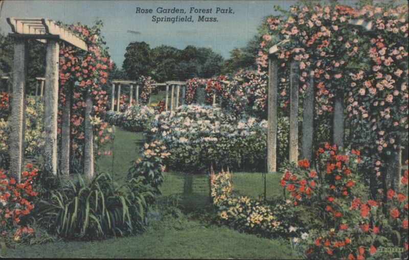 Rose Garden, Forest Park, Springfield, Massachusetts