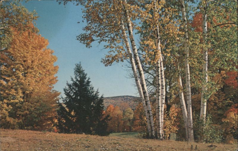 A Typical New England Fall Scene with Birch Trees Massachusetts