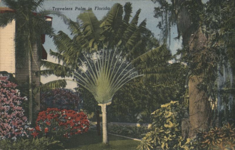 Travelers Palm in Florida