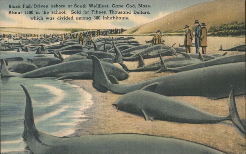 Black Fish Driven Ashore, South Wellfleet, Cape Cod Massachusetts