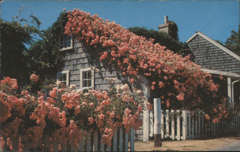 Rose Covered Cottage, Siasconset, Massachusetts