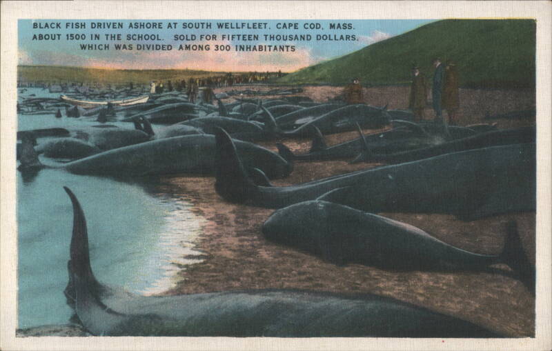 Black Fish Driven Ashore, South Wellfleet, Cape Cod Massachusetts