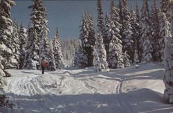 Skier in Snowy Evergreen Forest Postcard
